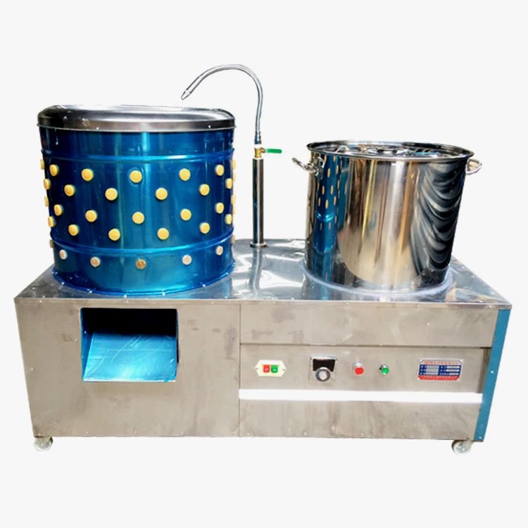 gà lứa so đá được không gà lứa so đá được không