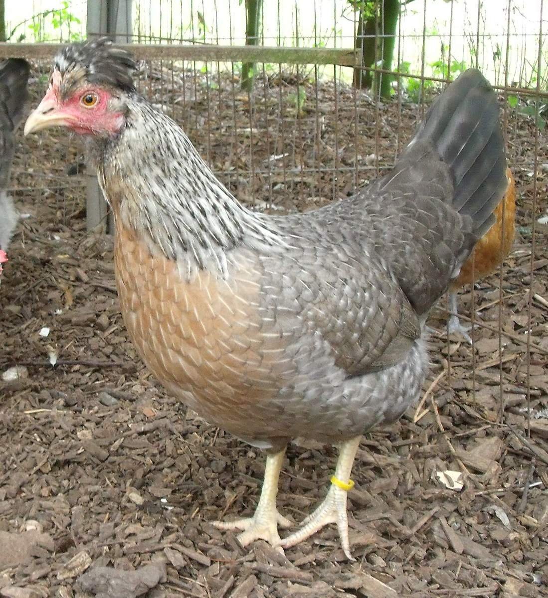thức ăn cho gà đá cựa thức ăn cho gà đá cựa