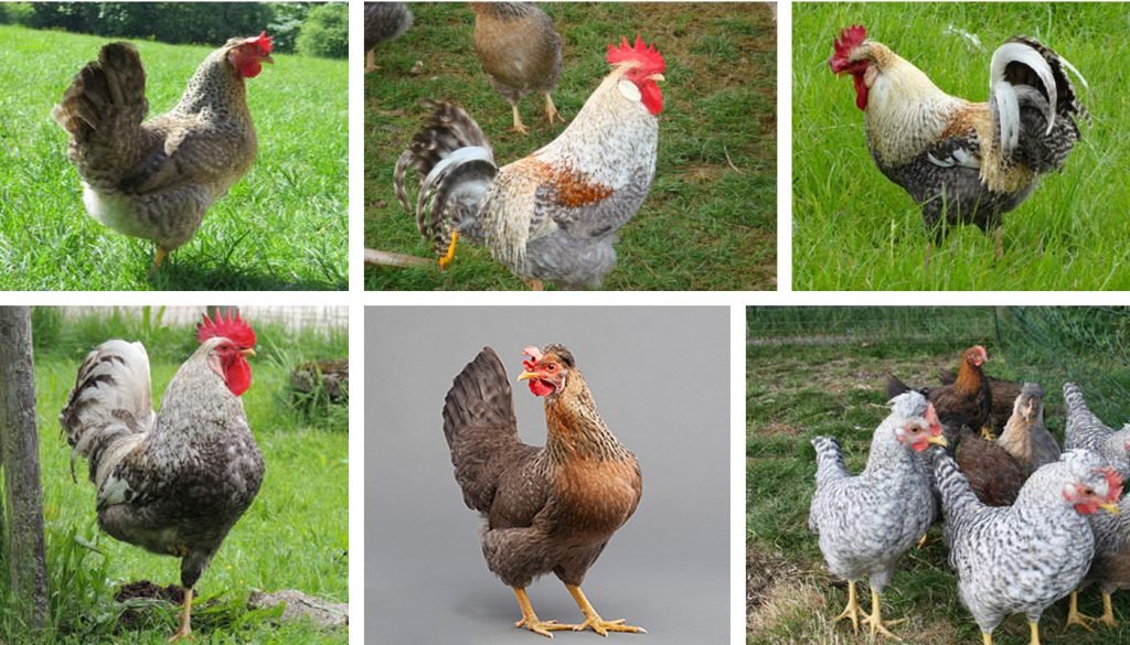 đá gà tre mỹ rặc cựa sắt đá gà tre mỹ rặc cựa sắt