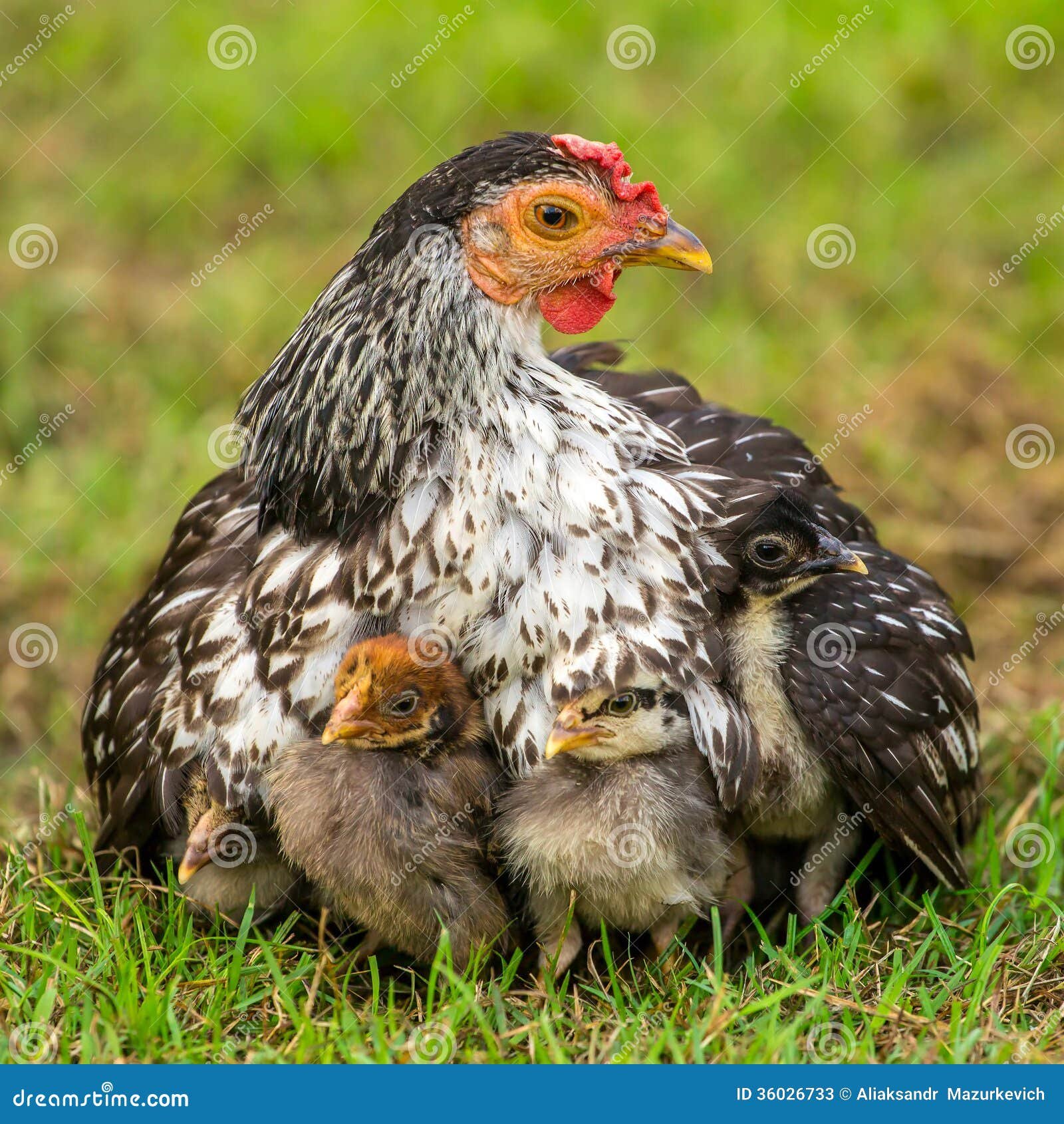 đá gà thomo ngày 7 ngày 6 tháng 5 đá gà thomo ngày 7 ngày 6 tháng 5