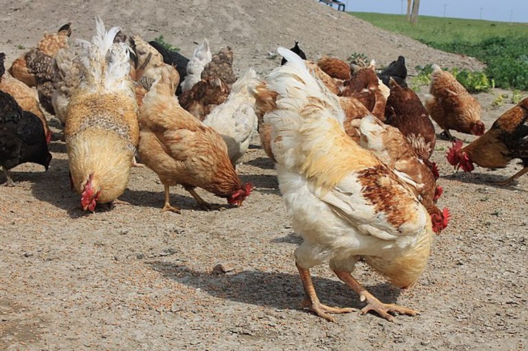 đá gà trực tiếp thomo hôm nay có bình luận đá gà trực tiếp thomo hôm nay có bình luận
