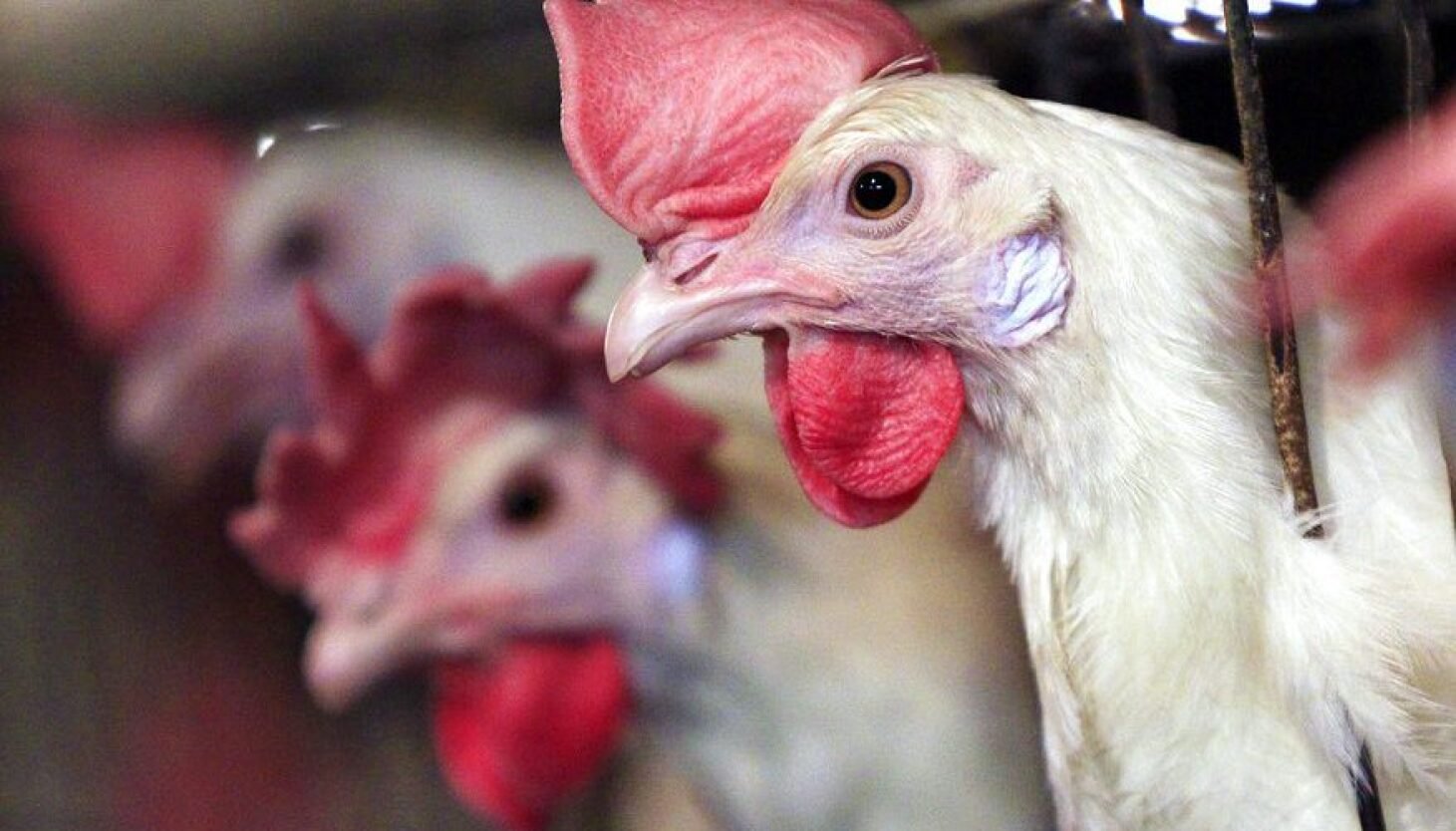 đá gà trực tuyến trên mạng hôm nay đá gà trực tuyến trên mạng hôm nay