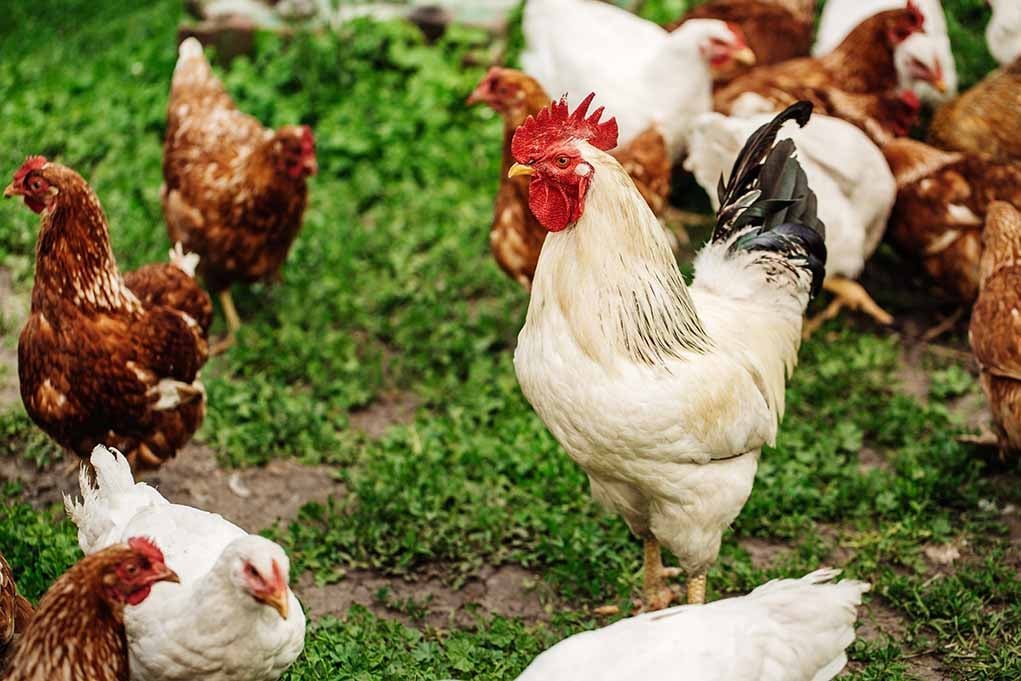xem trực tiếp đá gà thomo xem trực tiếp đá gà thomo