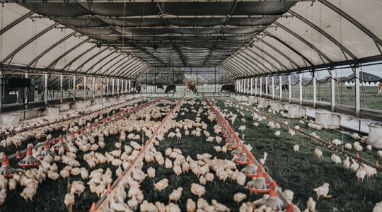 luật đá gà campuchia luật đá gà campuchia