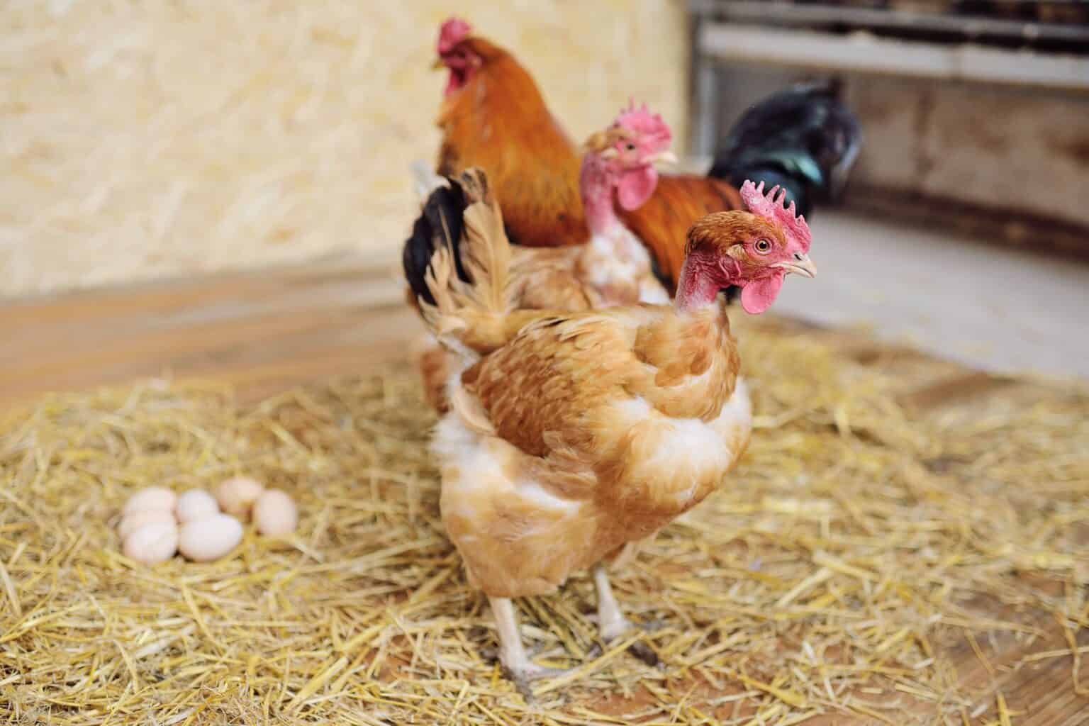 bán gà nòi đá tiền lớn bán gà nòi đá tiền lớn