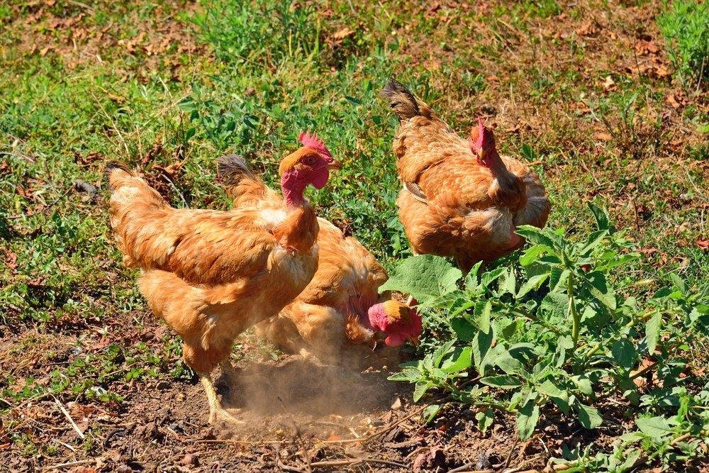 trực tiếp đá gà 67 hôm nay trực tiếp đá gà 67 hôm nay