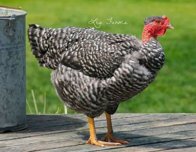 đá gà tốc độ đá gà tốc độ