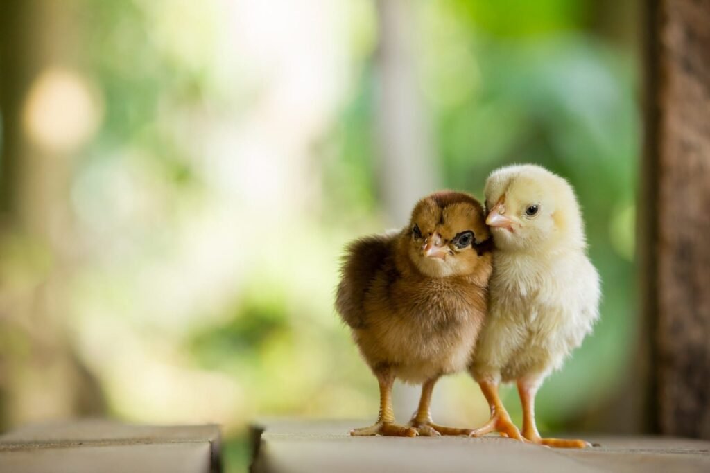 đá gà bị công an bắt phạt bao nhiêu