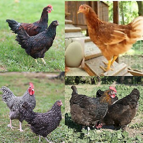 đá gà cựa dao ở thái lan đá gà cựa dao ở thái lan