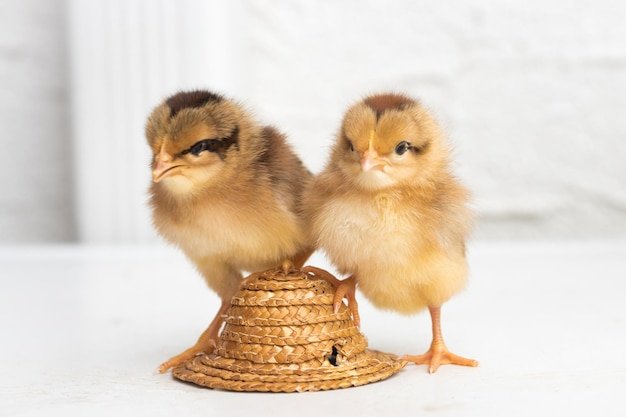cách xem vảy chân gà đá cua cách xem vảy chân gà đá cua