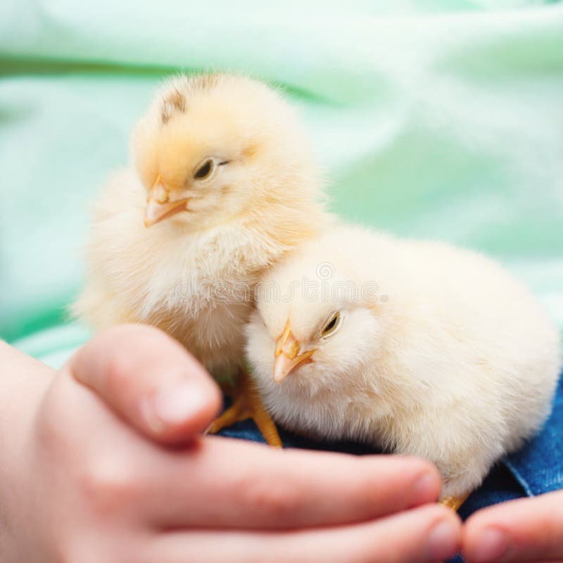 cách nuôi gà đá cua sat có lực cách nuôi gà đá cua sat có lực