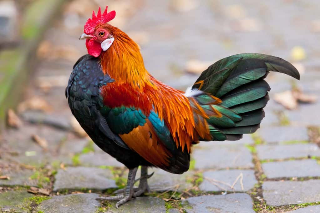 cách trộn thức ăn cho gà đá
