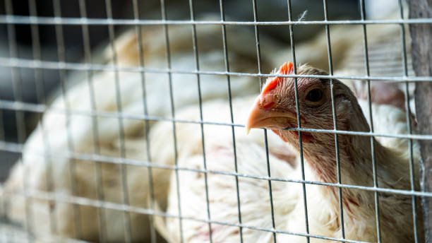 kỹ thuật chọn gà đá cựa sắt kỹ thuật chọn gà đá cựa sắt