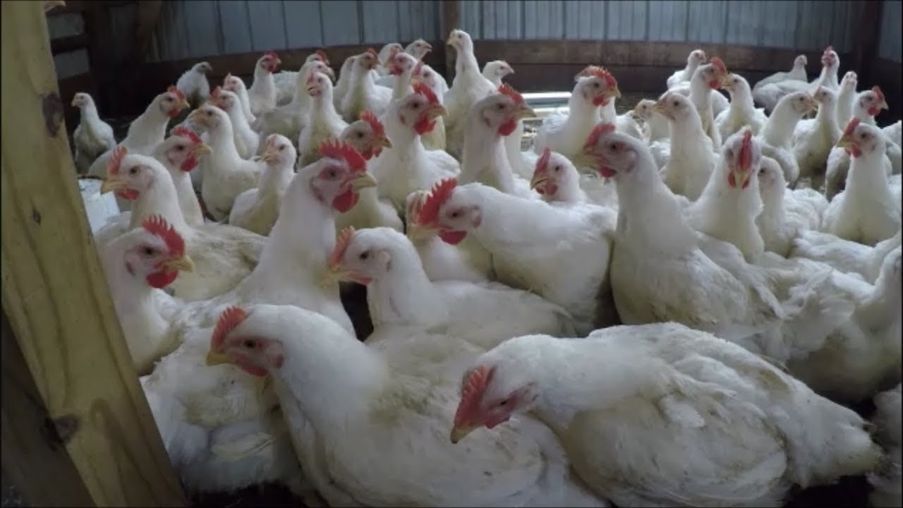 cách nuôi gà noi đá cựa sắt cách nuôi gà noi đá cựa sắt