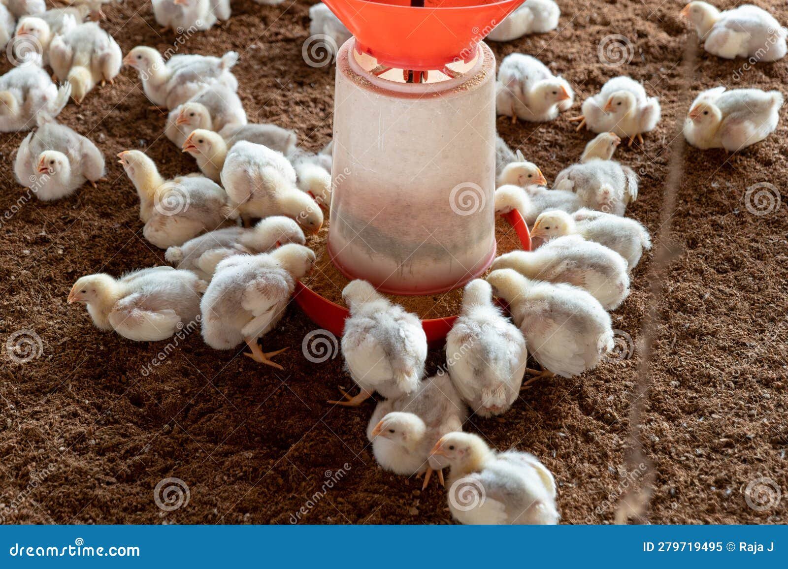 bán gà tre đá tiền lớn bán gà tre đá tiền lớn