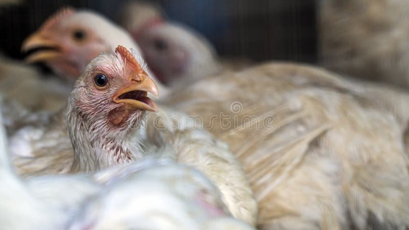 gà đá bổn siêu là giống gà gì gà đá bổn siêu là giống gà gì
