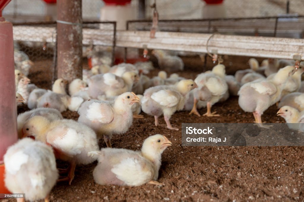 thuốc trị tiêu chảy cho gà đá thuốc trị tiêu chảy cho gà đá