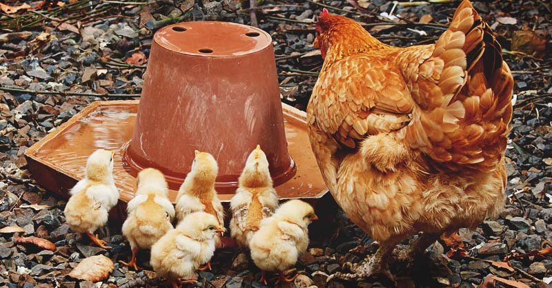 đá gà lông cựa đá gà lông cựa
