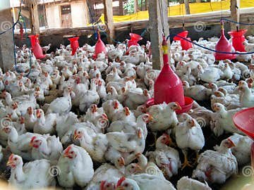 chọn giống gà đá chọn giống gà đá