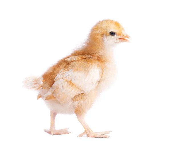 sách xem màu mạng gà đá sách xem màu mạng gà đá