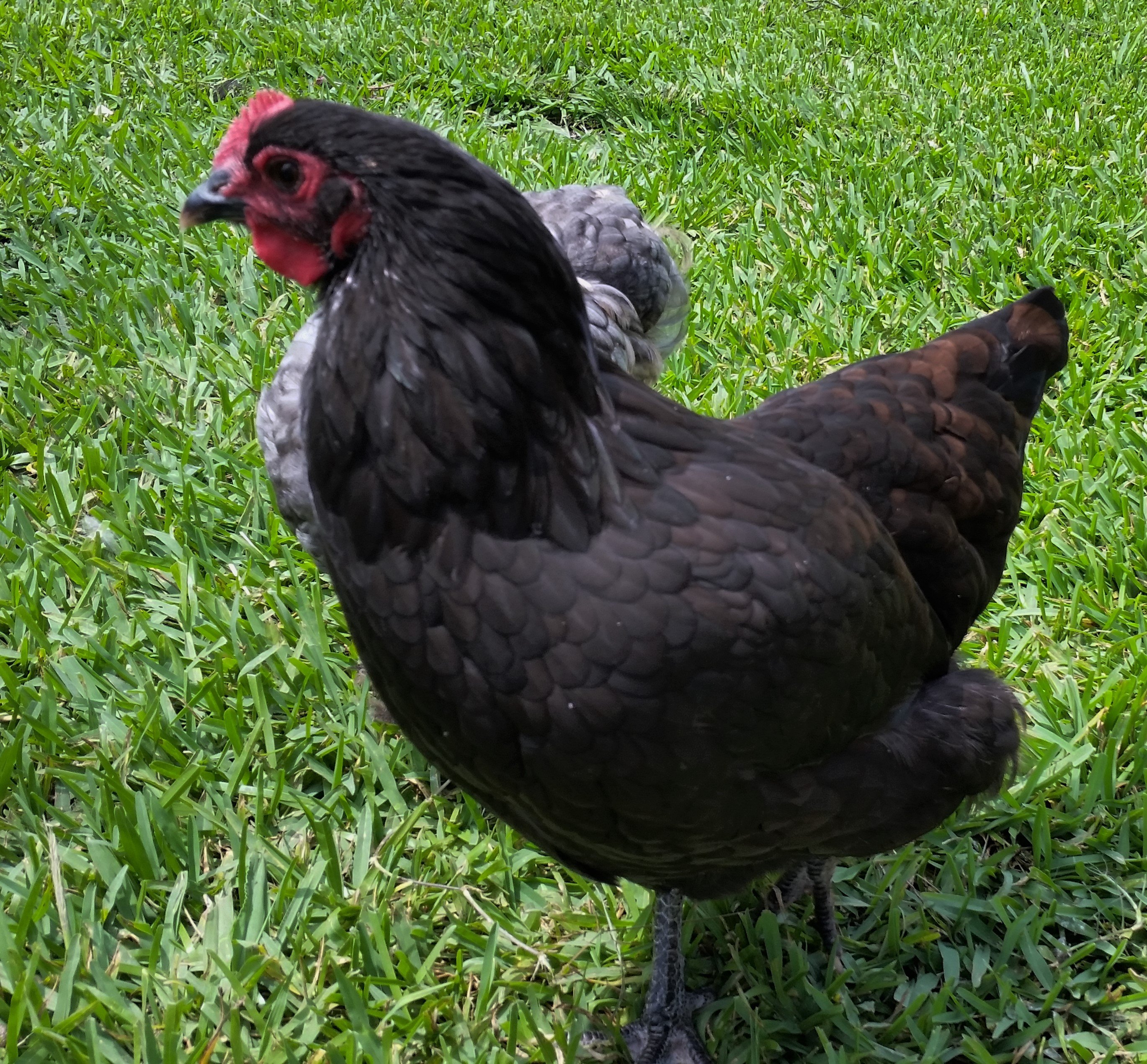 cách làm nước cho gà đá