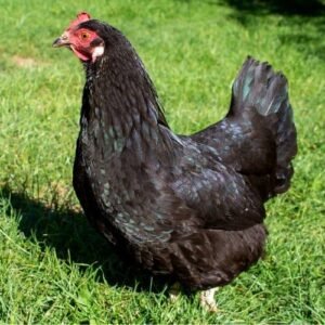 chế độ cho gà ăn trước khi đá