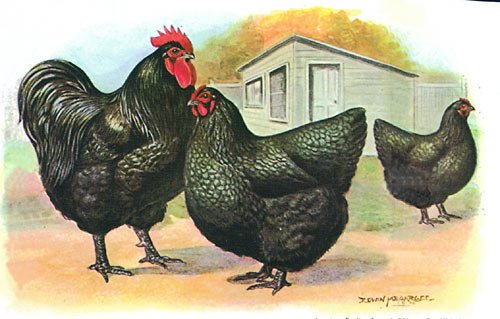cách nuôi gà đá nặng kí cách nuôi gà đá nặng kí