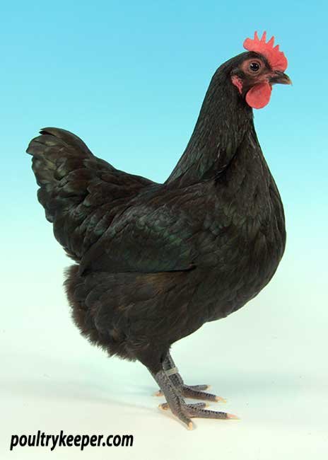 gà đá cưa sắt