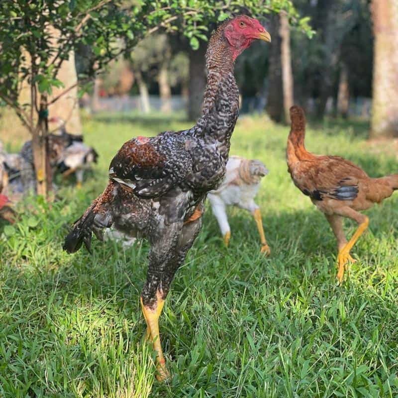 đá gà trực tiếp 67 thomo đá gà trực tiếp 67 thomo