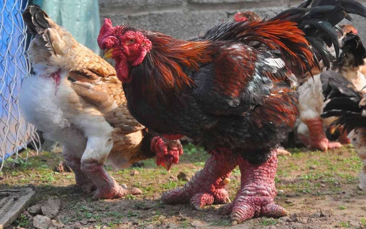 mô hình đỗ gà đá