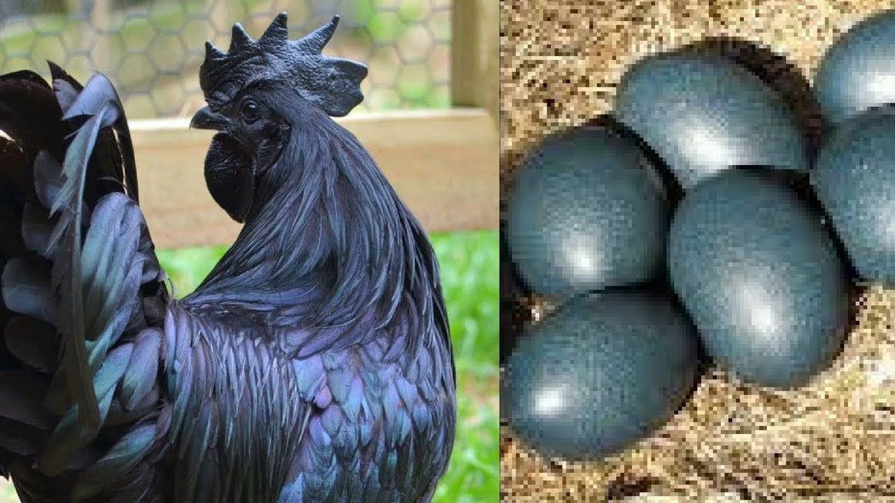 nhạc chế đá gà nhạc chế đá gà