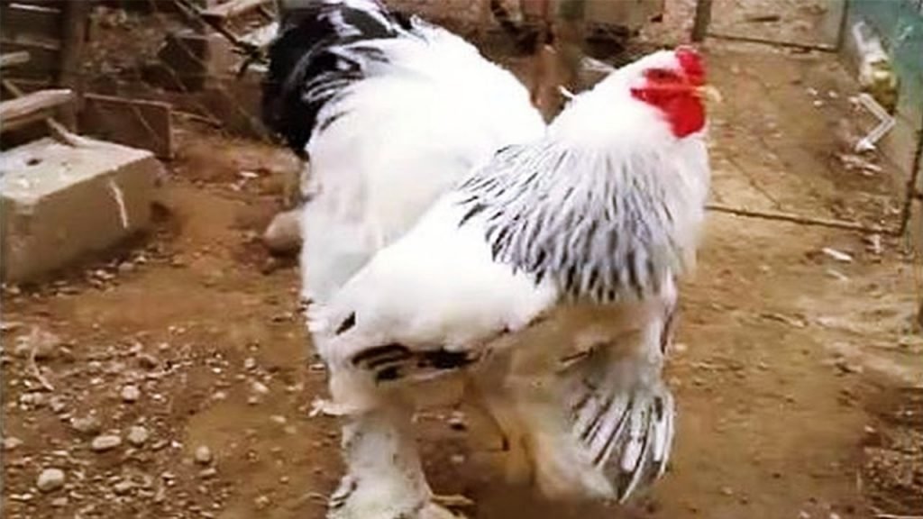 bãi đá vàng mũi kê gà bãi đá vàng mũi kê gà