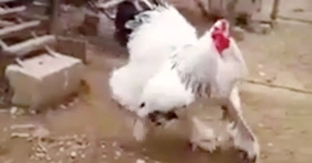 sách bí quyết chọn và nuôi gà đá