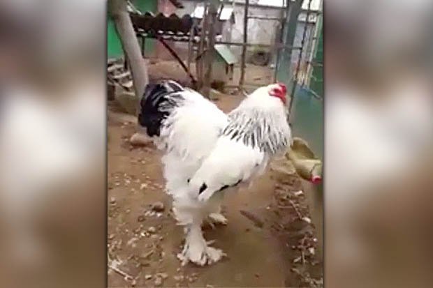 trực tiếp đá gà thomo ngày hôm nay trực tiếp đá gà thomo ngày hôm nay