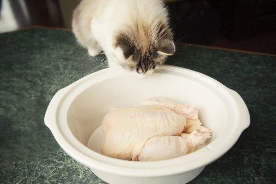 gà mái đá cựa sắt gà mái đá cựa sắt