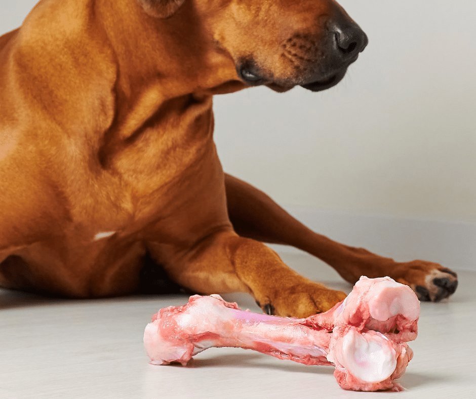đá gà độ lớn đá gà độ lớn