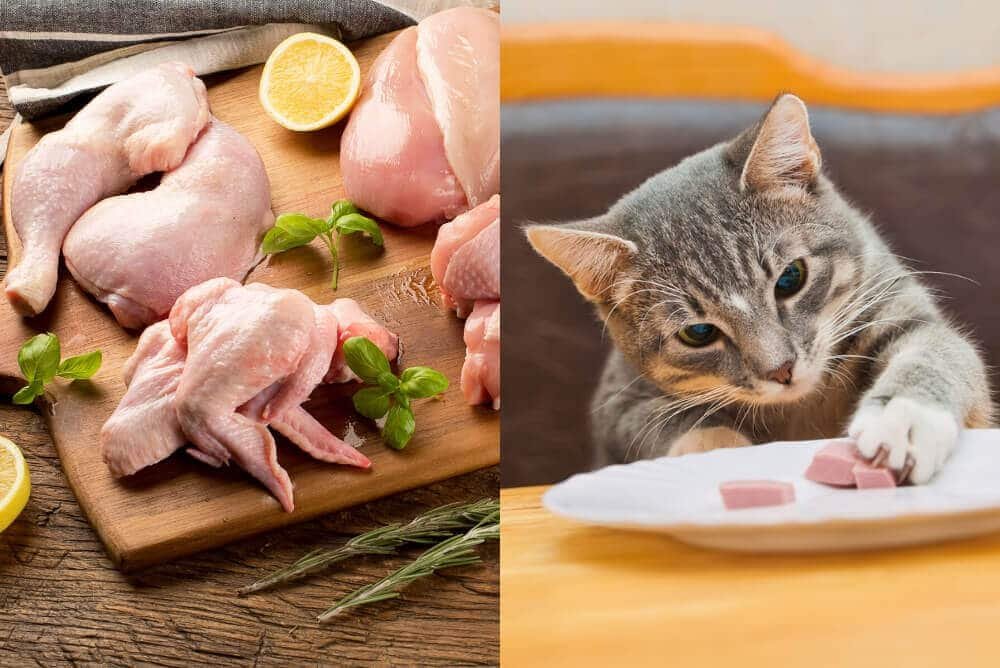 đá gà thomo trực tiếp hôm đá gà thomo trực tiếp hôm