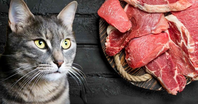 trường đá gà trên gò trường đá gà trên gò