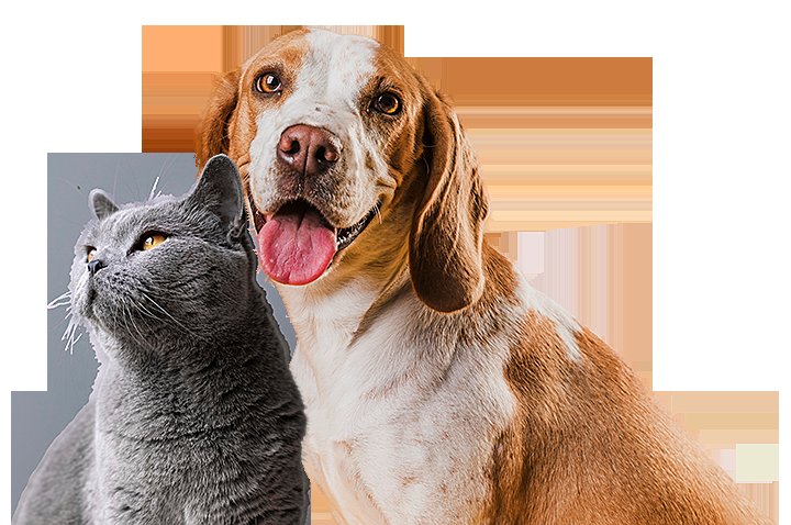 đá gà có bị bắt không đá gà có bị bắt không