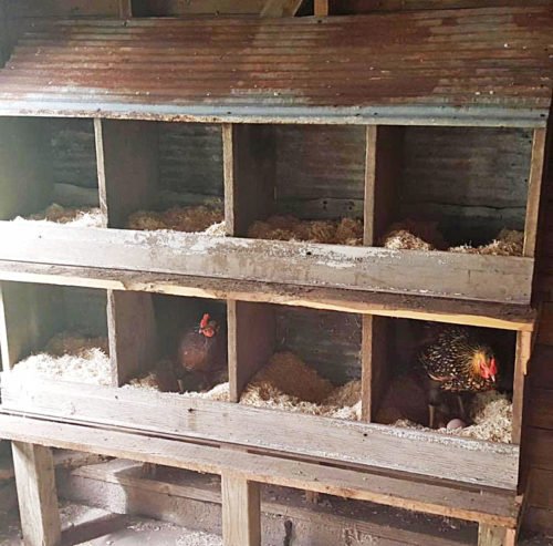 gà đá cựa sắt hôm nay gà đá cựa sắt hôm nay